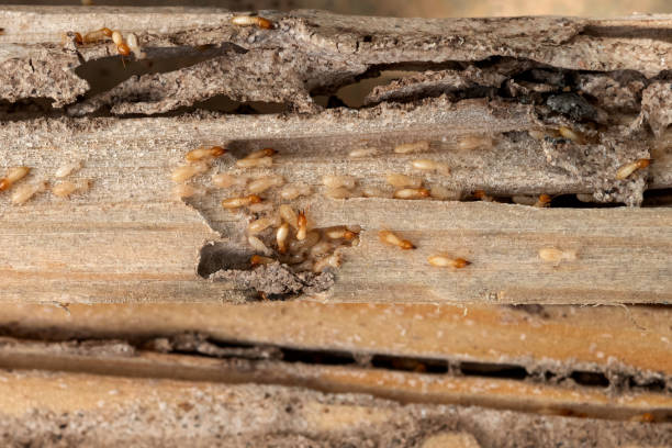 Best Ant Control Services  in Edenton, NC
