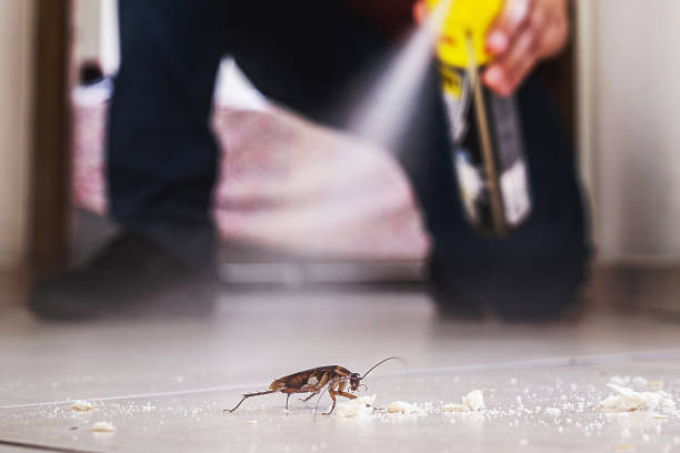 Reliable Edenton, NC Pest Control Solutions